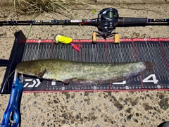 ナマズの釣果
