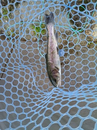 ニジマスの釣果