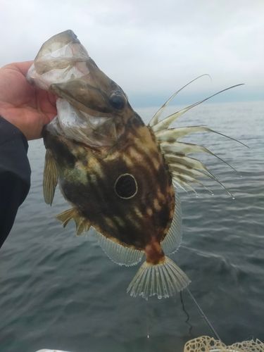 マトウダイの釣果