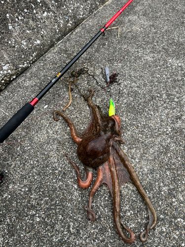 タコの釣果