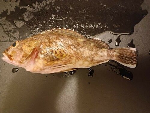 カサゴの釣果
