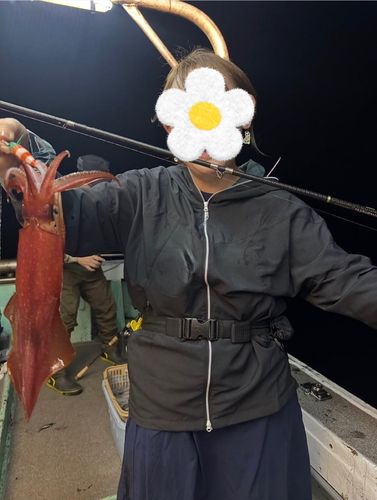 ケンサキイカの釣果