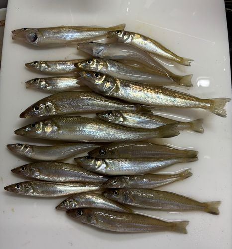 キスの釣果