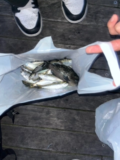 サッパの釣果