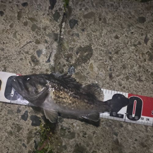 クロソイの釣果