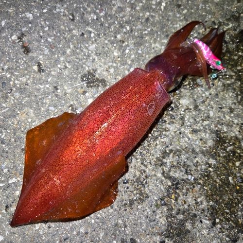 ケンサキイカの釣果