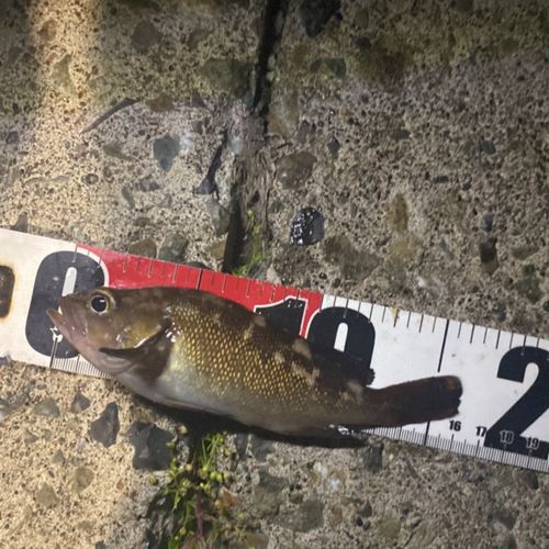エゾメバルの釣果