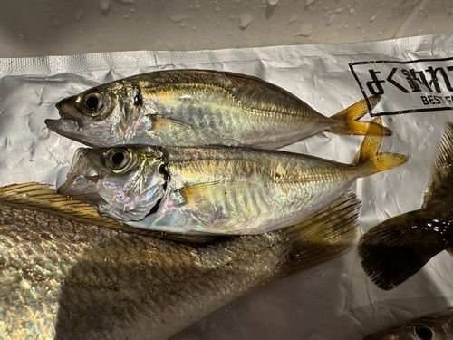 マアジの釣果