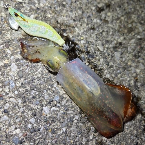 ケンサキイカの釣果