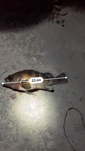 メバルの釣果