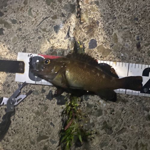 エゾメバルの釣果