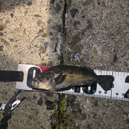 クロソイの釣果