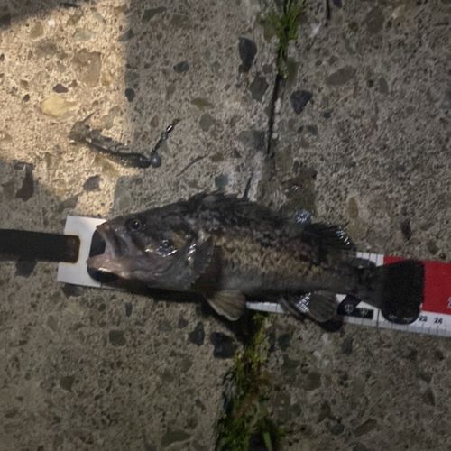 クロソイの釣果