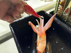 ケンサキイカの釣果