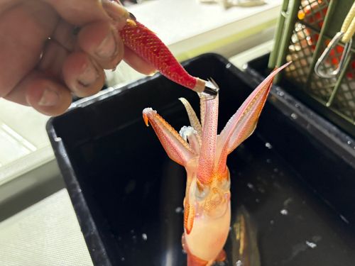 ケンサキイカの釣果