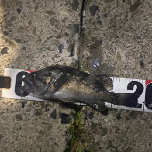 クロソイの釣果