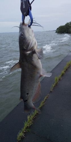 アメリカナマズの釣果
