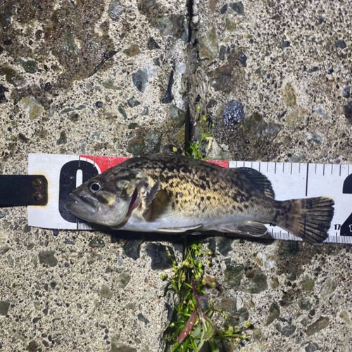 クロソイの釣果