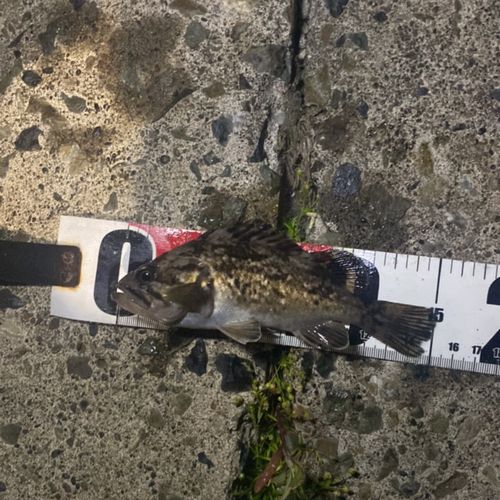 クロソイの釣果