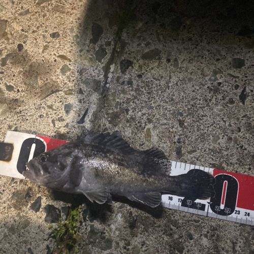 クロソイの釣果