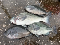 メジナの釣果