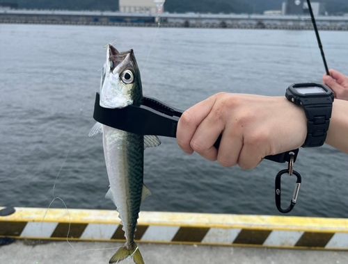 サバの釣果