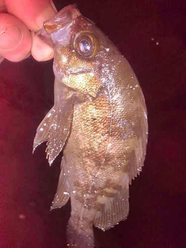 メバルの釣果
