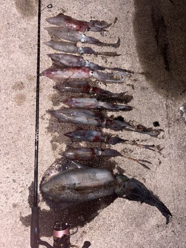 ケンサキイカの釣果