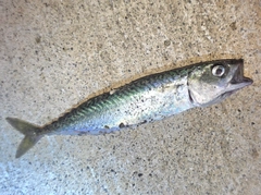 サバの釣果