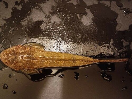 メゴチの釣果