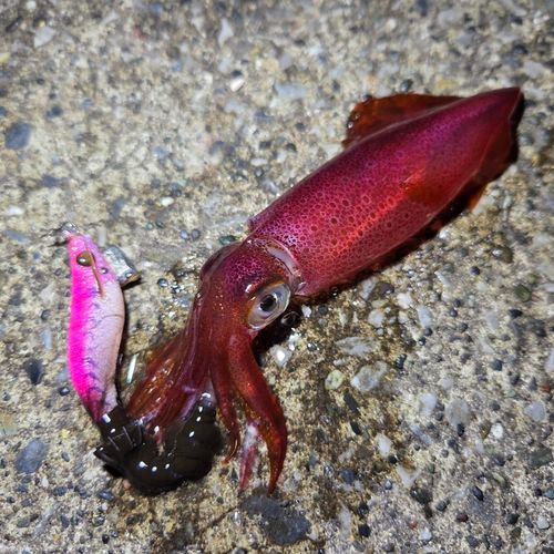 ケンサキイカの釣果