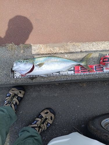 イナダの釣果