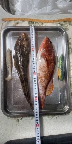 キジハタの釣果