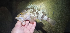 タケノコメバルの釣果