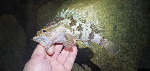 タケノコメバルの釣果