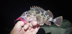 ガシラの釣果