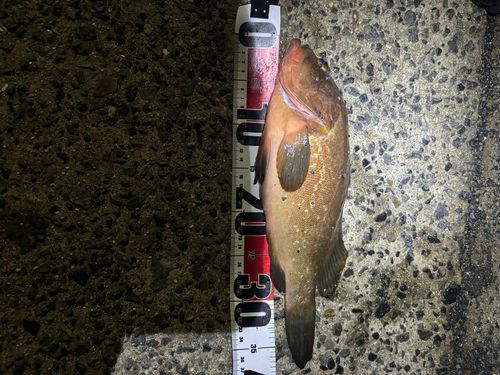 アコウの釣果