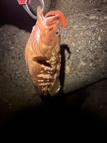 キジハタの釣果