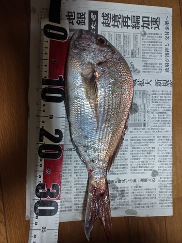 マダイの釣果