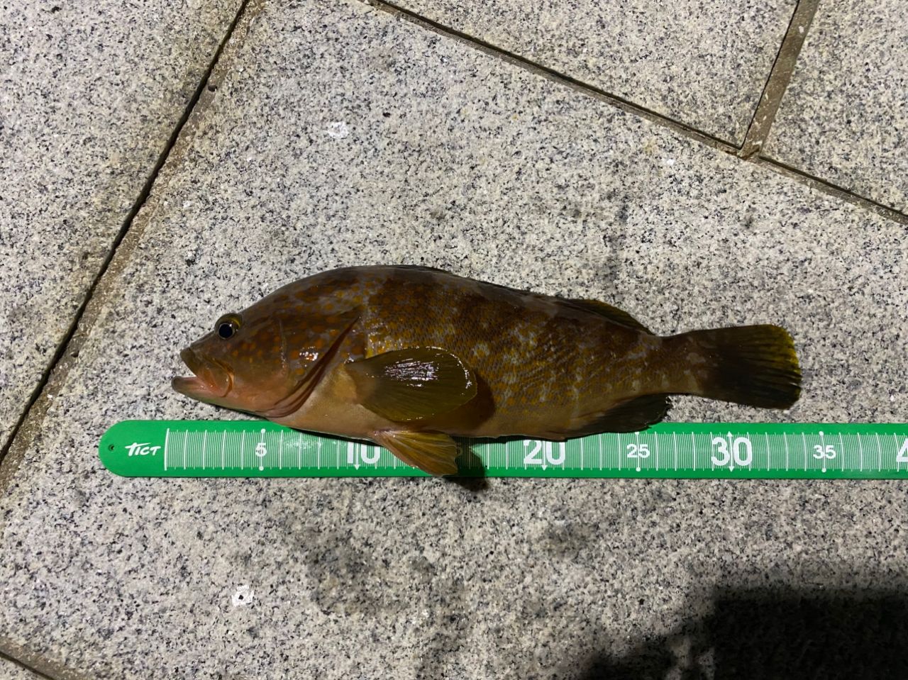 アコウの釣果写真