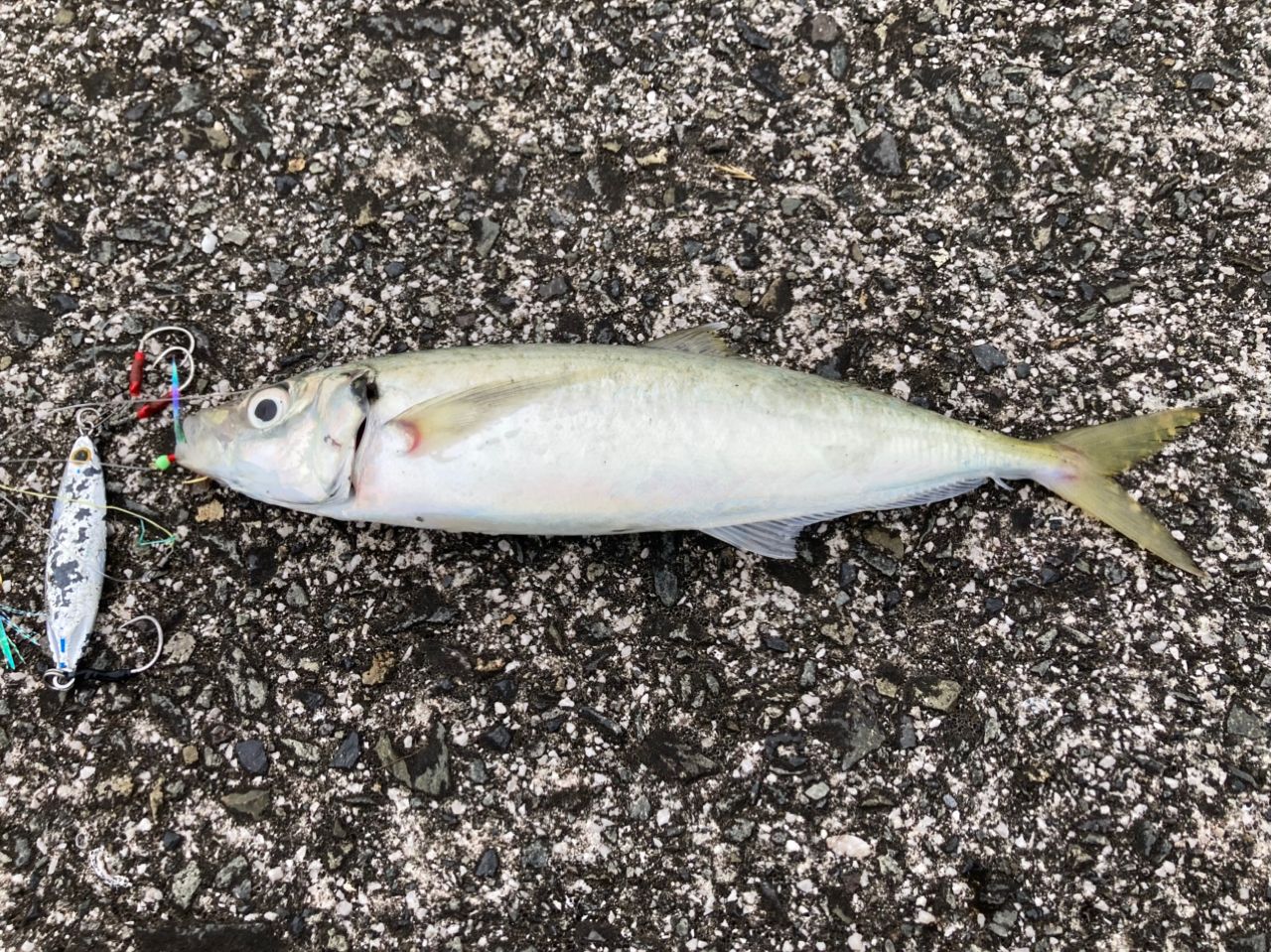 アジの釣果写真