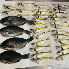 アジの釣果