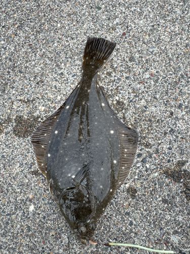 カレイの釣果