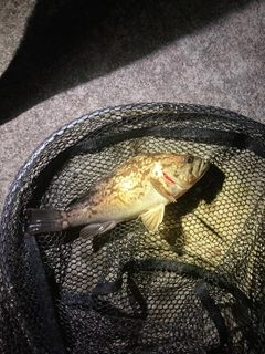 タケノコメバルの釣果