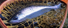 ヤマメの釣果