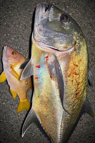 ロウニンアジの釣果