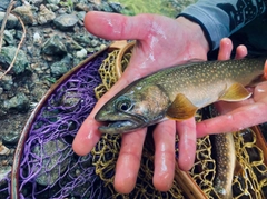 ニッコウイワナの釣果