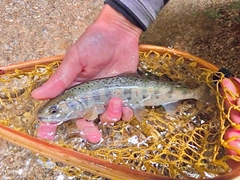 アマゴの釣果