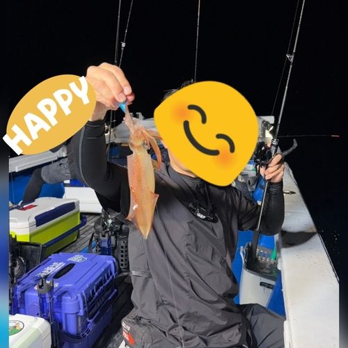 ケンサキイカの釣果