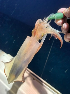 アカイカの釣果